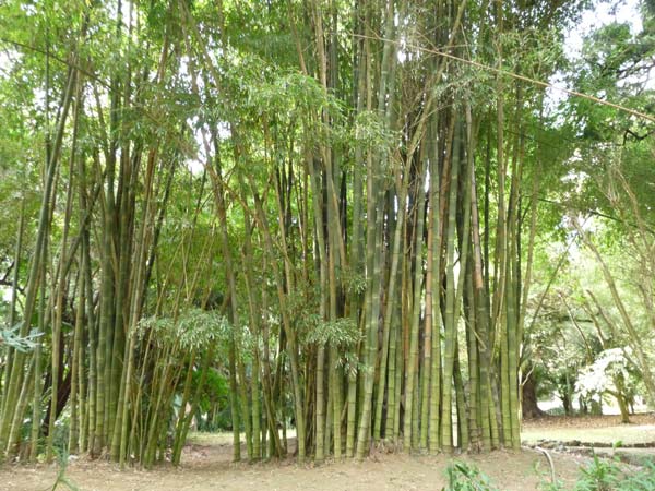 bambu
