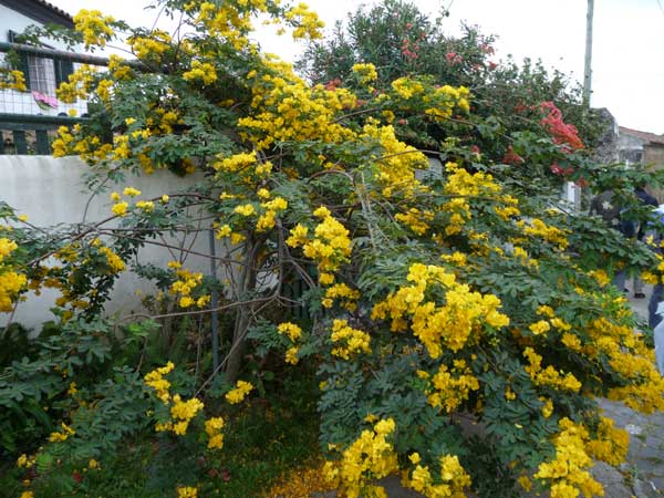 gul blommande buske