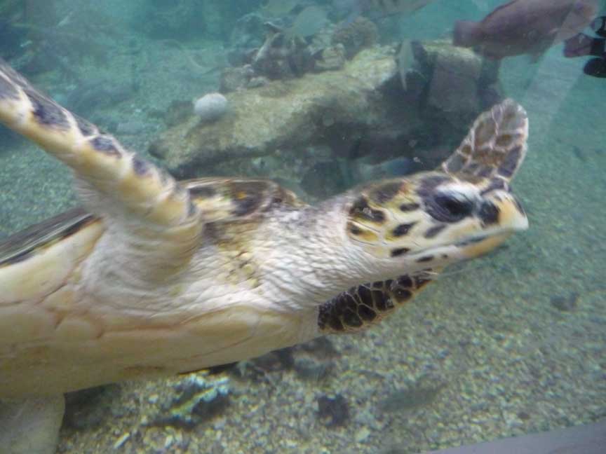 Vattensköldpadda