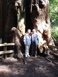 Redwoodträd i Muir Woods